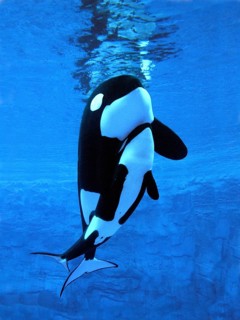 Killer Whale (orcinus orca), Female with Calf