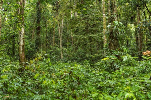 The Gunung Leuser National Park as part of the tropical Rainforest Heritage of Sumatra is a large,