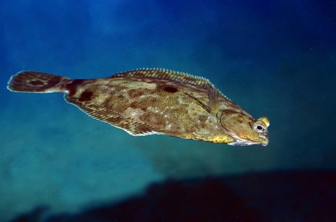 Turbot (scophthalmus maximus), Adult swimming