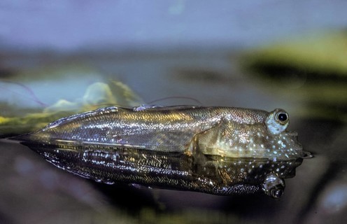 Mudskipper (periophthalmus) Adult standing at Surface