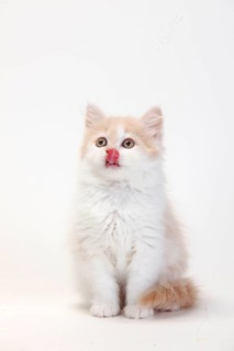 British longhair cat, cream white, kitten, 10 weeks, Highlander, Lowlander, Britanica, BLH