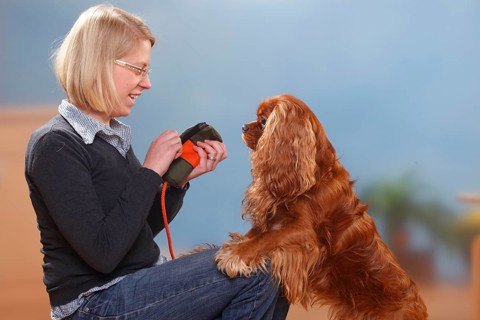 Woman with Cavalier King Charles Spaniel, ruby, Woman opens food dummy, expectant, dummy, lateral