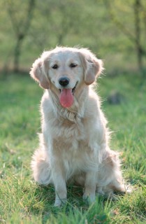 Golden Retriever (mammals) (animals) (domestic dog) (pet) (outside) (outdoor) (frontal) (head-on)