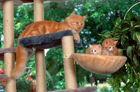 Norwegian Forest Cat with kitten, cat tree