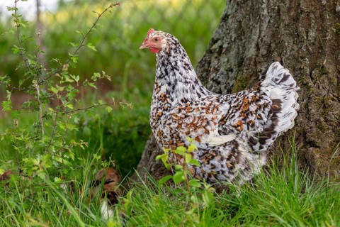 Domestic fowl (Gallus gallus domesticus), Swedish flower hen, hen in a meadow, Mecklenburg-Western