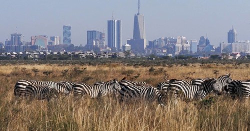 Grant's Zebra (equus burchelli) boehmi, Herd at Nairobi Park in Kenya, Nairobi city in the back