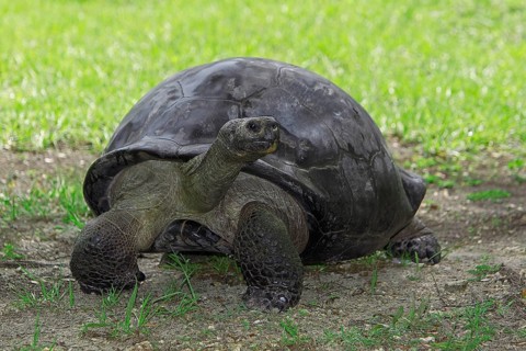 Giant Galapagos Tortoise (geochelone nigra), Adult