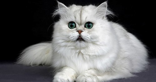 Chinchilla Persian Domestic Cat, Portrait of Adult with Green Eyes