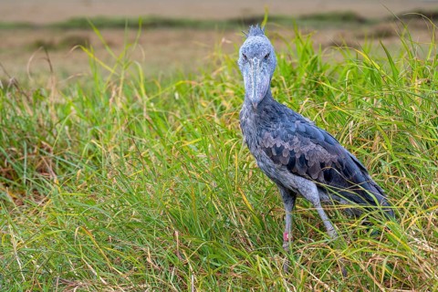 Shoebill (Balaeniceps rex), also Abu Markub, lurking for prey, Bangweulu Swamps, Zambia, Africa