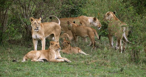 African Lion (panthera leo), Group standing in the Bush, Masai Mara Park in Kenya