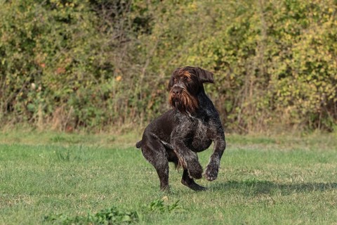 German Wirehair, hunting dog, pointing dog in a meadow, alert, Mecklenburg-Western Pomerania,