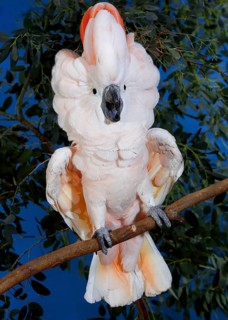 SALMON-CRESTED COCKATOO (cacatua moluccensis) OR MOLUCCAN COCKATOO, ADULT IN DEFENSIVE POSTURE