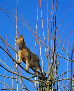 Abyssinian domestic cat