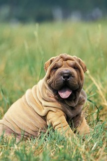 Shar Pei Dog, Pup sitting on Grass