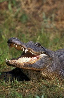 AMERICAN ALLIGATOR alligator mississipiensis, ADULT WITH OPEN MOUTH REGULATING BODY TEMPERATURE
