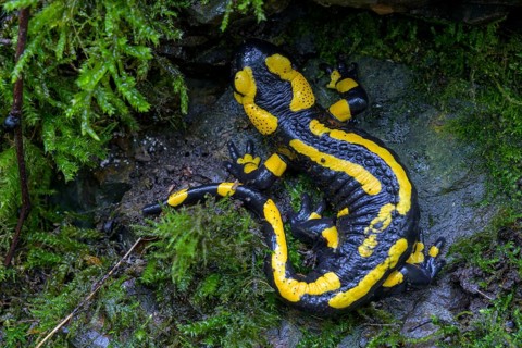 Fire salamander (Salamandra salamandra), Hesse, Germany, Europe