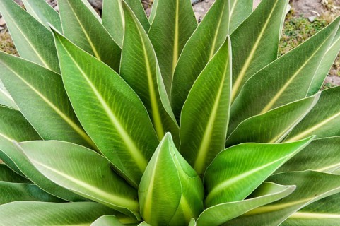 Giant lobelia (Lobelia rhynchopetalum), Simien Mountains National Park, Amhara Region, Ethiopia,