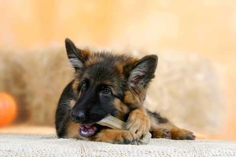 German shepherd dog, 5 months, with chewing bone, chew toy