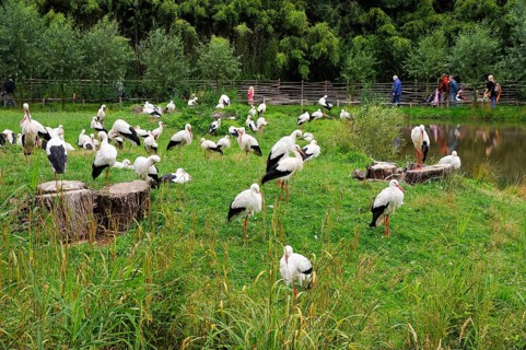 White Storks (Ciconia ciconia), nature zoo, Rheine, Lower Saxony, Germany, Europe