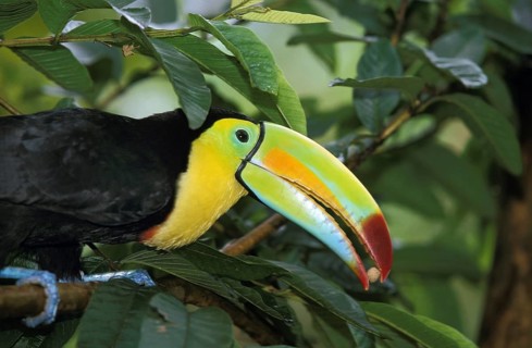 Keel-billed toucan (ramphastos sulfuratus), adult eats seeds, Costa Rica, Central America
