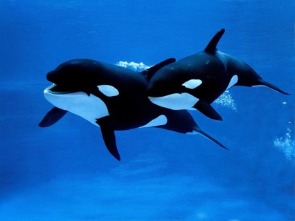 Killer whale (orcinus orca), female with calf