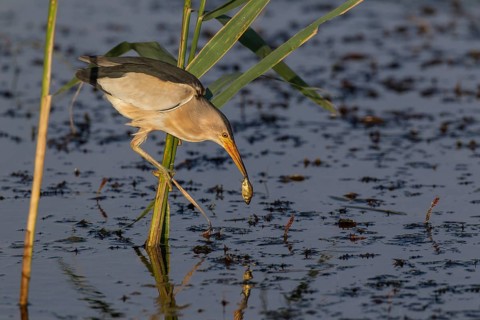 Little bittern (Ixobrychus minutus), male, Lake Kerkini, Greece, Europe