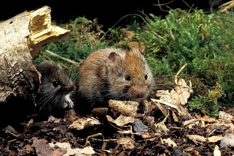 Bank Vole (clethrionomys glareolus), Normandy