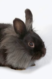 Black Dwarf Rabbit against White Background