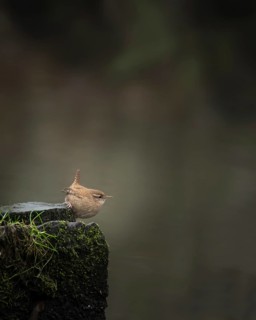 Eurasian wren (Troglodytes troglodytes), by stream in park, Hamburg, Germany, Europe