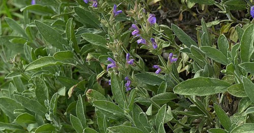 Kitchen sage (salvia officinalis)