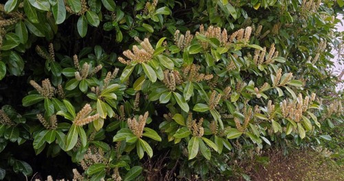 Cherry Laurel (prunus laurocerasus) or Laurel Cherry, Blooming Tree in Normandy