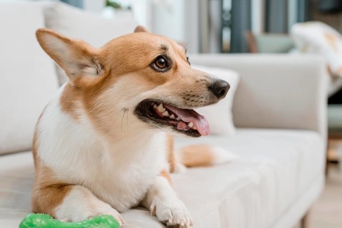 Side view dog couch home with toy