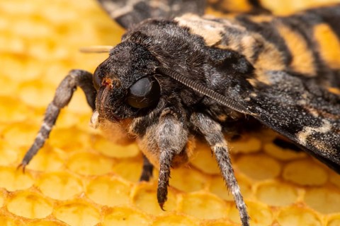 Death's-head hawk moth head portrait sitting on honeycomb left looking