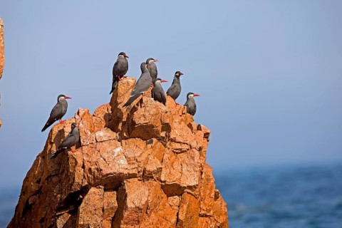 Inca tern (larosterna inca), group on rocks, Ballestas Islands in Paracas National Park, Peru,