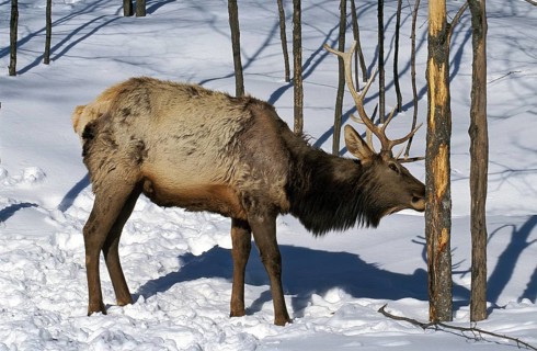ROCKY MOUNTAIN ELK OR ROCKY MOUNTAIN american elk (cervus canadensis) nelsoni, MALE FOOD FROM BARK