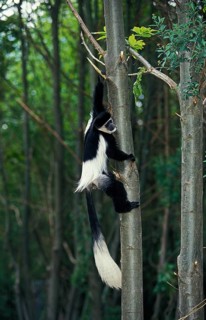 BLACK (colobus guereza) AND WHITE COLOMBUS MONKEY, adult KLIMMERBAUM