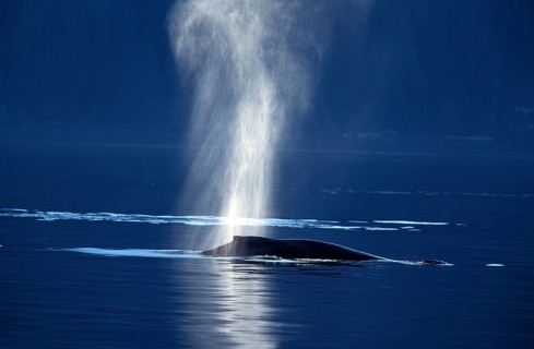 Humpback whale (megaptera novaeangliae), adult spouting at the sea surface, Alaska