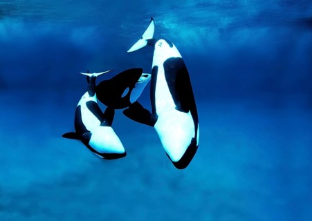 Killer Whale (orcinus orca), Group of Adults