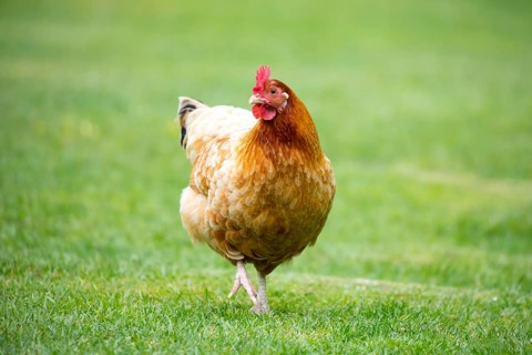 A brown shaver hen happily searches for food in a grassy paddock in New Zealand