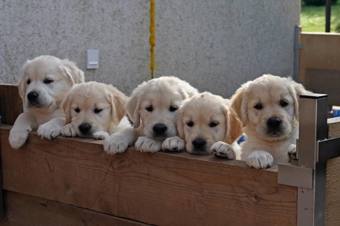 5 Golden Retriever puppies 8 weeks old looking together over wooden wall of puppy run