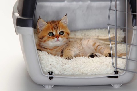 British shorthair cat, kitten, 10 weeks, in open transport box, BKH, Kennel, Box