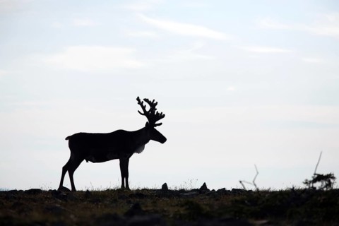 Caribou (Rangifer tarandus caribou), lateral, Mount Jacques Cartier, Gaspesie National Park,