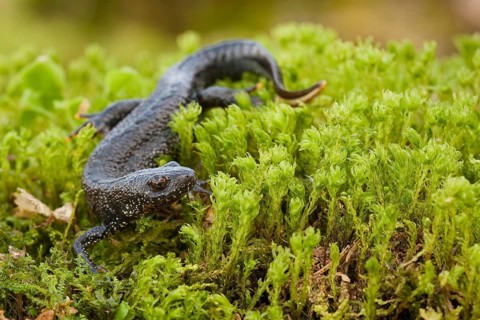 Northern crested newt (Triturus cristatus), Rhineland-Palatinate, Germany, Europe