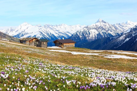 Old barns in a meadow of crocuses, the Zillertal Alps at the back, Zillertal valley, Tyrol,