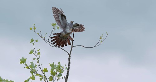 Common Cuckoo (cuculus canorus), Adult in Flight, Landing on Branch, Normandy