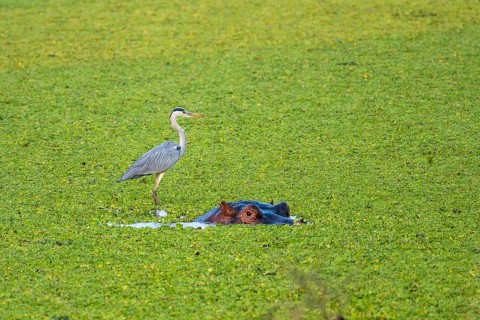 Grey heron (Ardea cinerea), hippo (Hippopotamus amphibius), water cabbage (Pistia stratiotes),