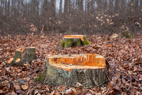 Felled beech trees in the forest