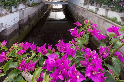 Bougainvillea flowering on a bridge in Mogan