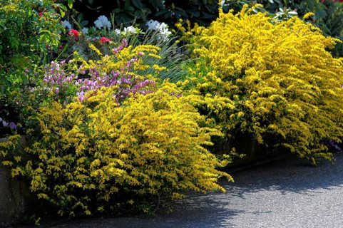 Broom flowering in the garden, common broom (Cytisus scoparius), broom shrub, gilia, maidenbush,