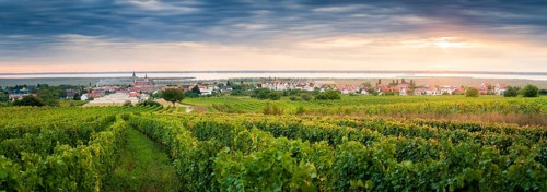 Vineyards near village of Rust on the lake in Burgenland